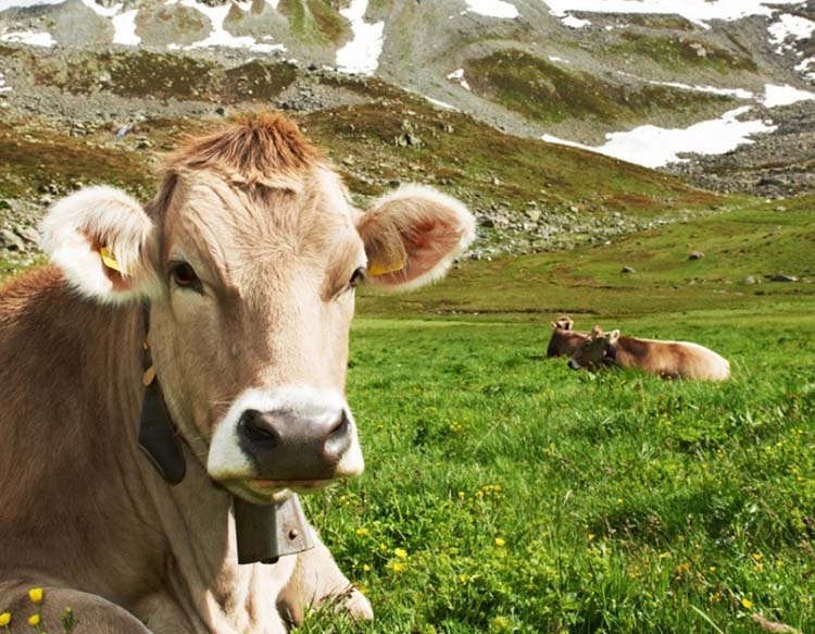 Landgenossenschaft Ennstal e. Gen